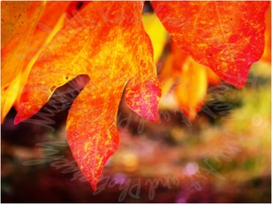 Autumn Splendor by Michelle Kerschner-Crow