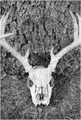 Deer Skull_What Remains_B/W_Michelle Kerschner-Crow