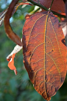 Luminous Leaf by Michelle Kerschner-Crow