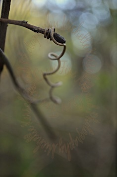 Sinuous Tendril by Michelle Kerschner-Crow